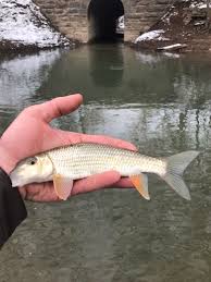 Image result for Moxostoma erythrurum