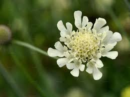 Image result for Scabiosa ochroleuca