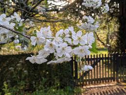 Attēlu rezultāti vaicājumam “Cerasus flower”