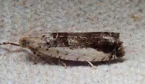 Attēlu rezultāti vaicājumam “Epinotia ramella”