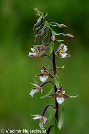 Attēlu rezultāti vaicājumam “Epipactis palustris”