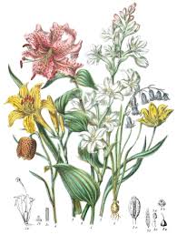 Attēlu rezultāti vaicājumam “Liliaceae”