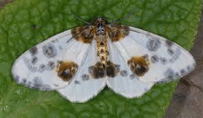 Attēlu rezultāti vaicājumam “Abraxas sylvata larva”