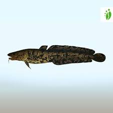 Image result for Lota lota