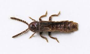 Attēlu rezultāti vaicājumam “Phosphaenus hemipterus male”