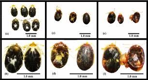 Attēlu rezultāti vaicājumam “Lygistopterus sanguineus larva”