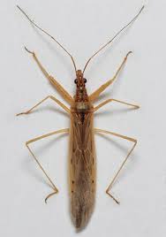 Attēlu rezultāti vaicājumam “Limnoporus rufoscutellatus”