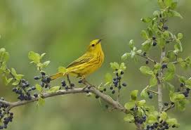 Image result for Dendroica petechia