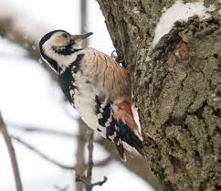 Attēlu rezultāti vaicājumam “Dendrocopos leucotos female”