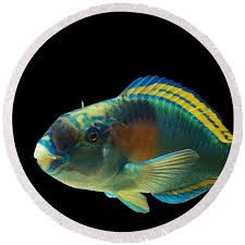 Image result for Chlorurus sordidus