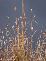 Attēlu rezultāti vaicājumam “Rhynchospora alba”