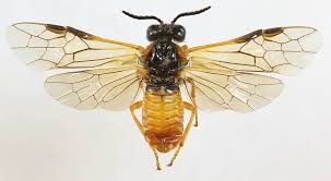 Attēlu rezultāti vaicājumam “Euura brevicornis”