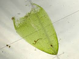 Attēlu rezultāti vaicājumam “Calliergon cordifolium”