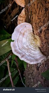 Attēlu rezultāti vaicājumam “Lenzites betulina”