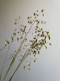 Attēlu rezultāti vaicājumam “Briza media bud”