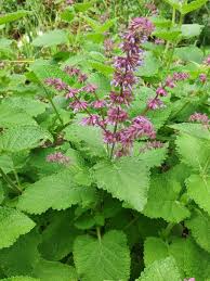 Attēlu rezultāti vaicājumam “Salvia verticillata”