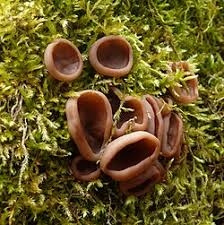 Attēlu rezultāti vaicājumam “Peziza badia”