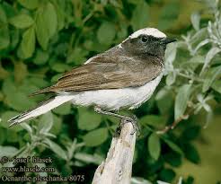 Image result for Oenanthe pleschanka