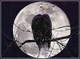 EAGLE PERCHED IN FRONT OF MOON - public domain clip art image