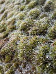 Attēlu rezultāti vaicājumam “Grimmia pulvinata sporophyte”