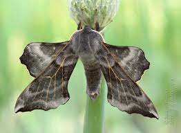 Attēlu rezultāti vaicājumam “Laothoe amurensis”