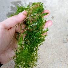 Attēlu rezultāti vaicājumam “Hottonia palustris leaf”