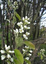 Attēlu rezultāti vaicājumam “Amelanchier spicata flower”