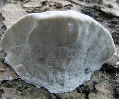 Attēlu rezultāti vaicājumam “Postia tephroleucus”