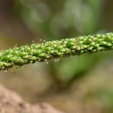 Attēlu rezultāti vaicājumam “Plantago media bud”