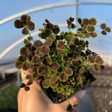 Attēlu rezultāti vaicājumam “Trifolium repens leaf”