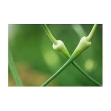 Attēlu rezultāti vaicājumam “Allium sativum bud”