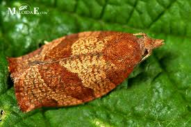 Attēlu rezultāti vaicājumam “Pandemis cinnamomeana”