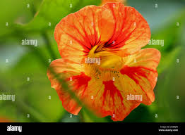 Attēlu rezultāti vaicājumam “Tropaeolaceae”