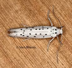 Attēlu rezultāti vaicājumam “Yponomeuta malinellus / cagnagella imago”