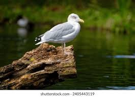 Attēlu rezultāti vaicājumam “Larus argentatus adult”