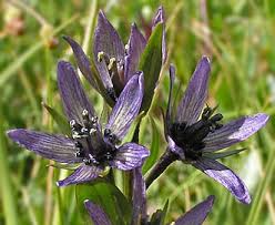 Attēlu rezultāti vaicājumam “Swertia perennis flower”