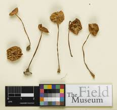 Attēlu rezultāti vaicājumam “Marasmius sp.”