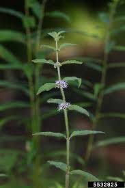 Attēlu rezultāti vaicājumam “Mentha arvensis leaf”