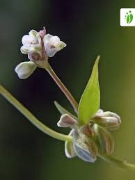 Attēlu rezultāti vaicājumam “Fallopia convolvulus fruit”