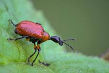 Attēlu rezultāti vaicājumam “Apoderus coryli”