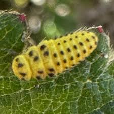 Attēlu rezultāti vaicājumam “Psyllobora vigintiduopunctata larva”