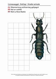 Billedresultat for rovbille