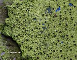 Attēlu rezultāti vaicājumam “Micarea sp.”