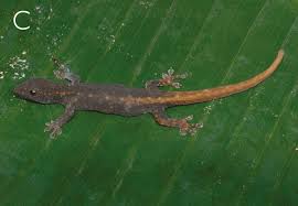 Attēlu rezultāti vaicājumam “Lycogala leopardinum young”