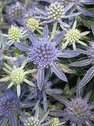 Attēlu rezultāti vaicājumam “Eryngium planum flower”