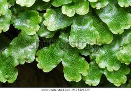 Attēlu rezultāti vaicājumam “Conocephalum”