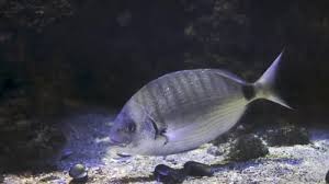Image result for Diplodus sargus