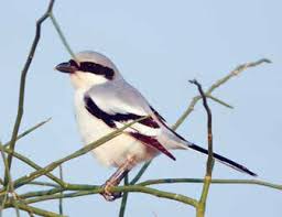 Attēlu rezultāti vaicājumam “Lanius excubitor adult”