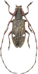 Attēlu rezultāti vaicājumam “Monochamus urussovi”