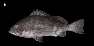 Image result for Epinephelus andersoni